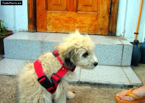 Foto del perro Mota