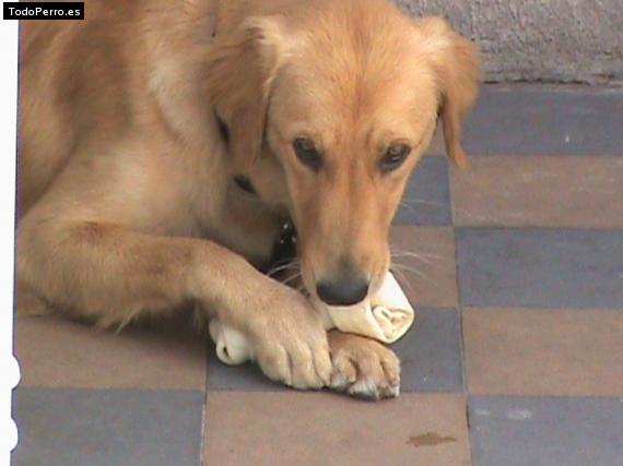 Foto del perro Gala