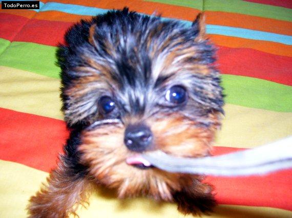 Foto del perro Nougat