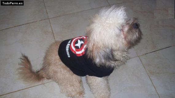 Foto del perro Scrappy