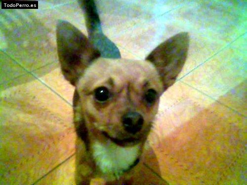 Foto del perro Chiche