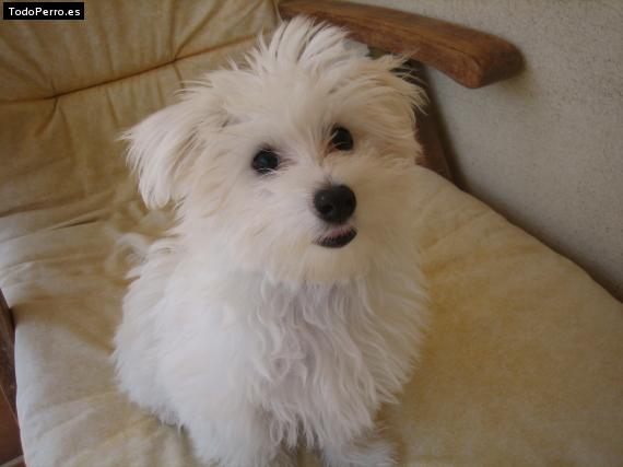 Foto del perro Chiqui