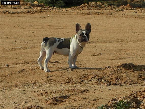 Foto del perro Gnomo