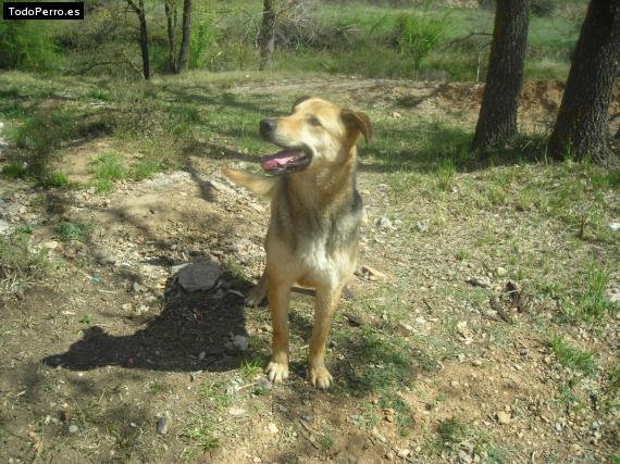 Foto del perro Maya