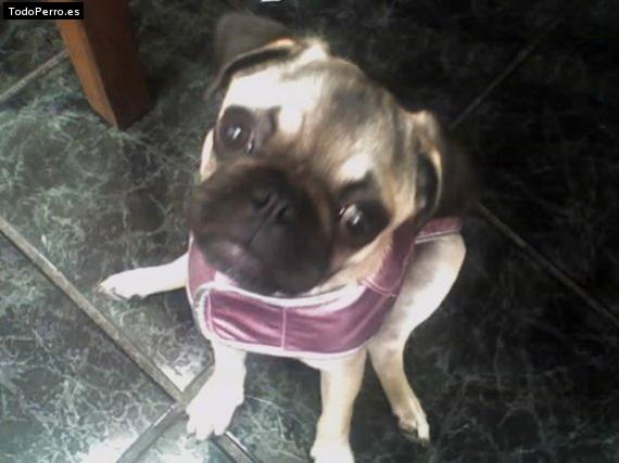 Foto del perro Reyna