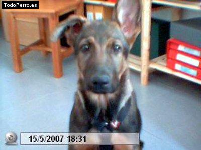 Foto del perro Balu