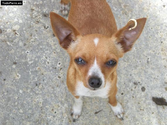 La foto del perro Ruby Foto del perro Ruby
