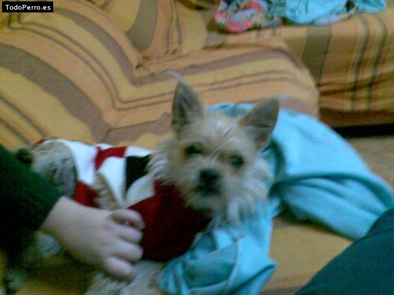 Foto del perro Lusy