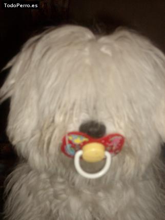 Foto del perro Sol