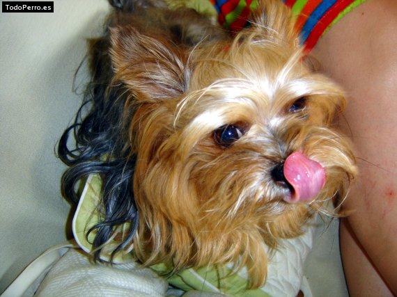 Foto del perro Eder