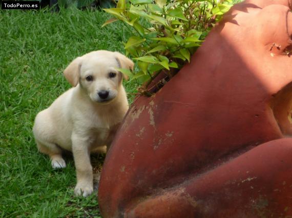 Foto del perro Jack