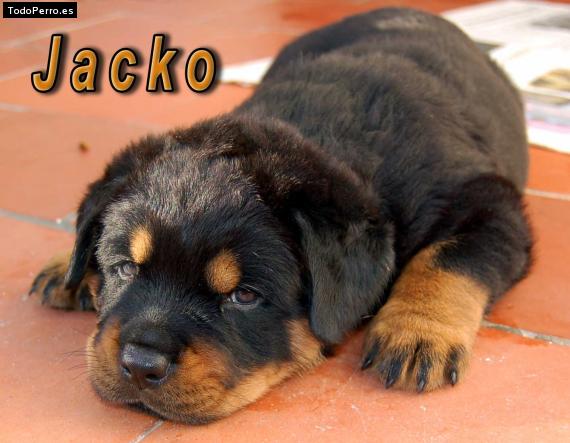 Foto del perro Jacko