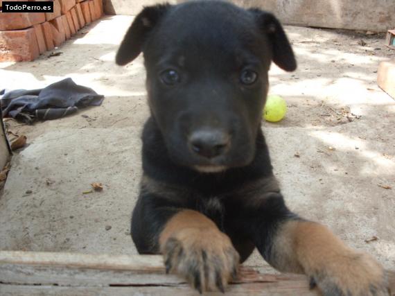 Foto del perro Rocky