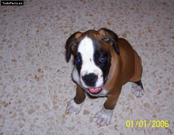 Foto del perro Neron de turdetania