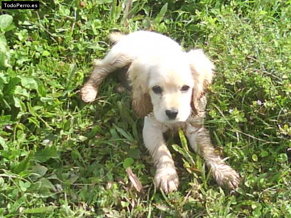 Foto del perro Estrellita