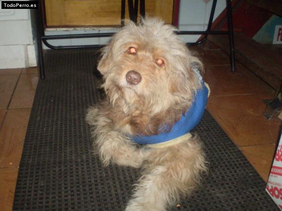 Foto del perro Chikitin