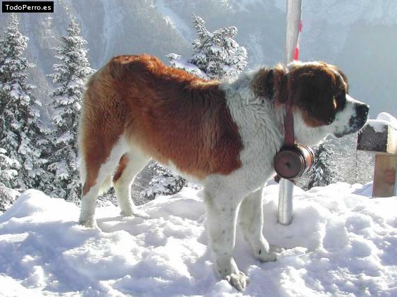 Foto del perro Matias