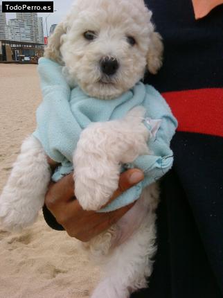 Foto del perro Cody