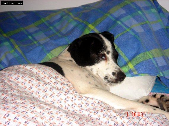 Foto del perro Cucha