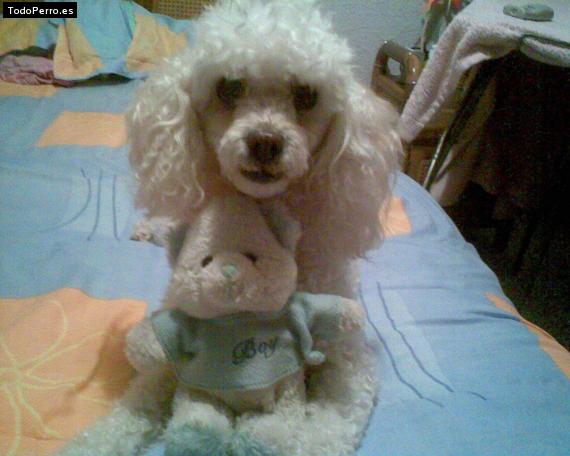 Foto del perro Chirrina