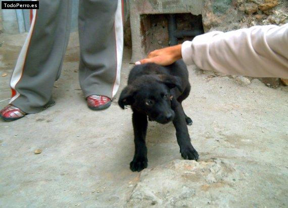 Foto del perro Peluza