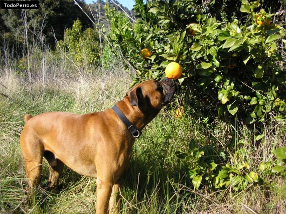 Foto del perro Drako