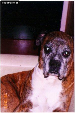 Foto del perro Terry simon blando