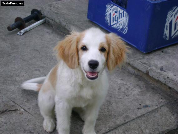 Foto del perro Samanta