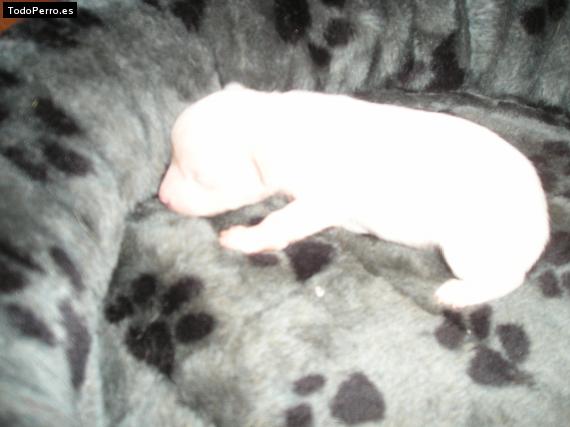 Foto del perro Cherry