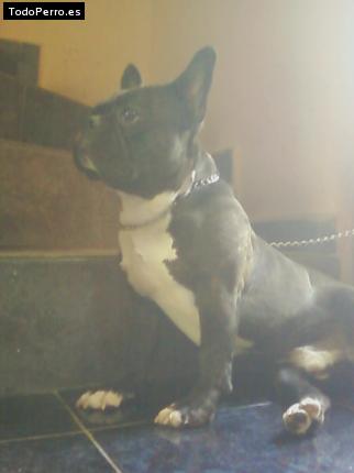 Foto del perro Stich