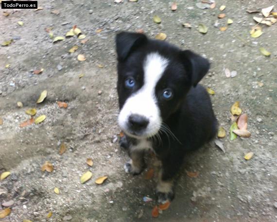 Foto del perro Pinki