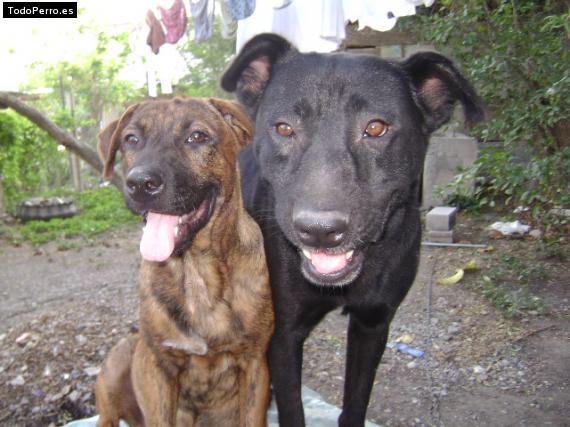 Foto del perro Negro