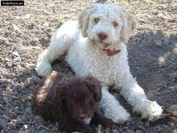 Foto del perro Tina y maya