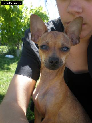 La foto del perro Ron Foto del perro Ron