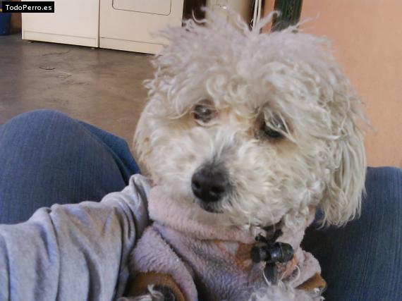 Foto del perro Candy