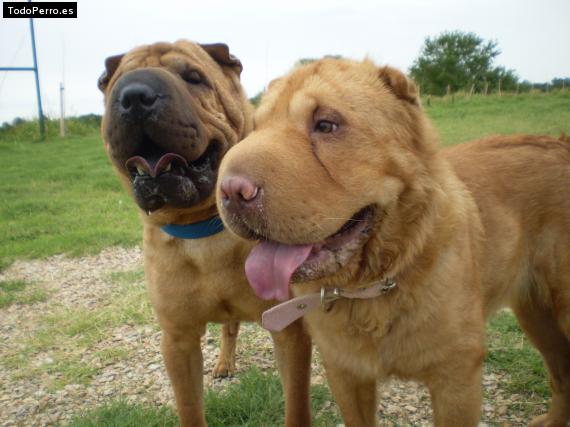 Foto del perro Diego y dominga