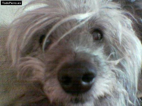 Foto del perro Tony