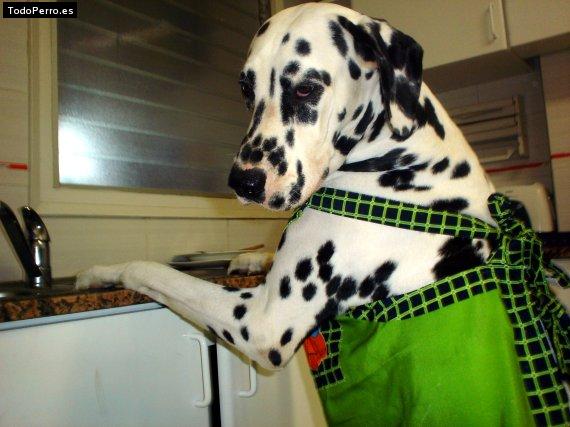 Foto del perro Sarlat