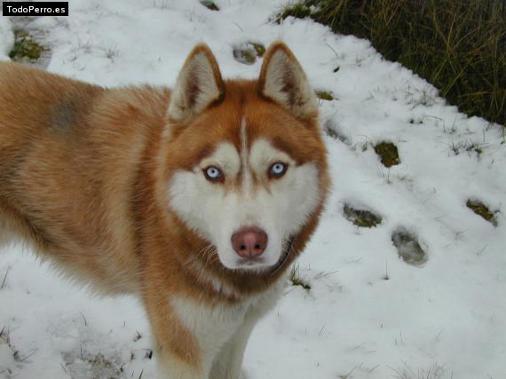 Foto del perro Yambo