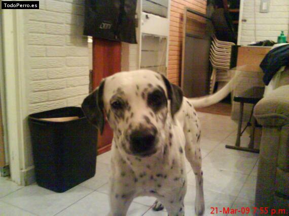 Foto del perro Jack