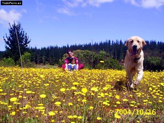 Foto del perro Brandy