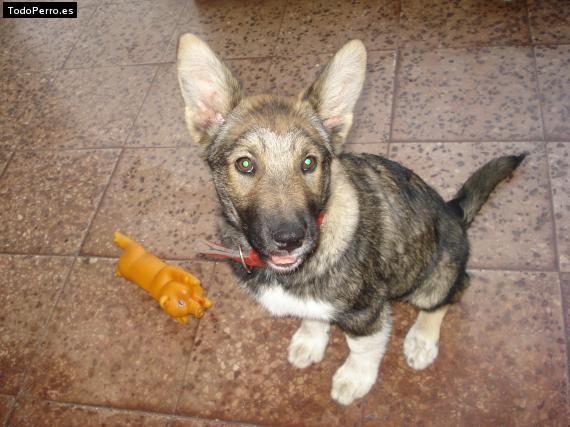 Foto del perro Chato