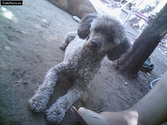 Foto del perro Clifford