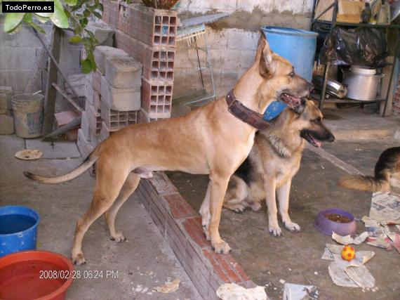 Foto del perro Scooby