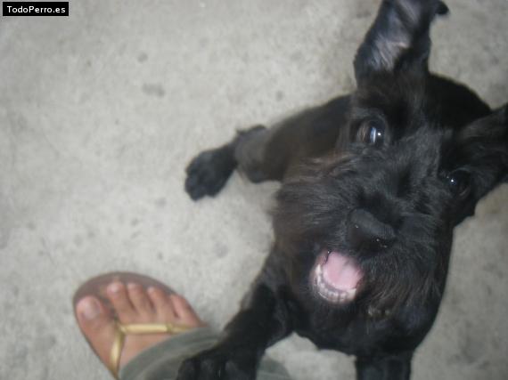 Foto del perro Blacky