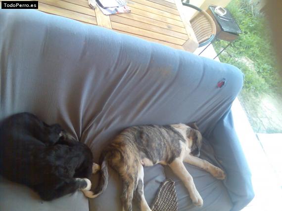 Foto del perro Lola y tayxon