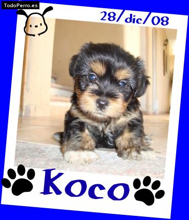 Foto del perro Koco