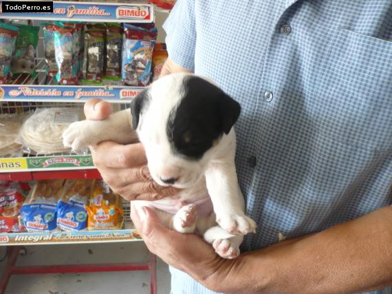 Foto del perro Blacky