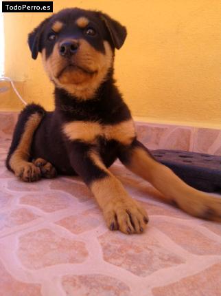 Foto del perro Yuma