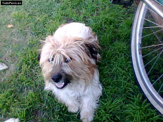 Foto del perro Roky